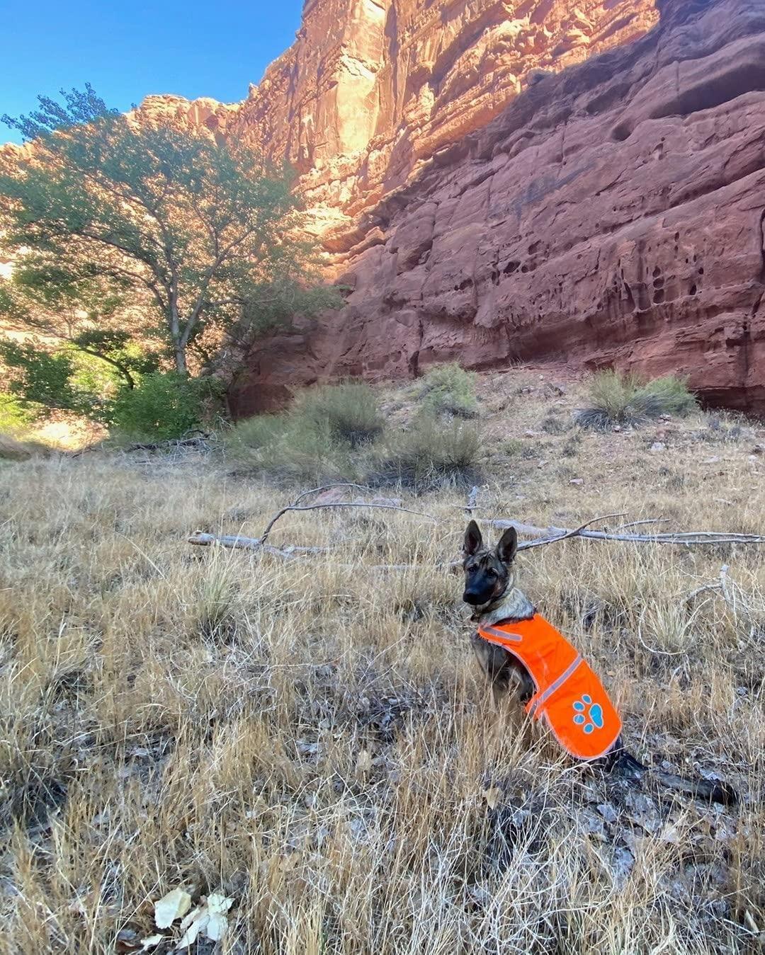 Reflective Dog Safety Vest – Large Orange