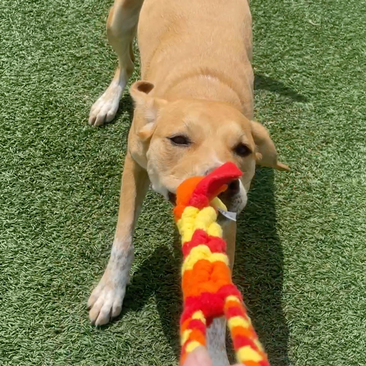 Interactive Dog Tug & Treat Toy – Orange