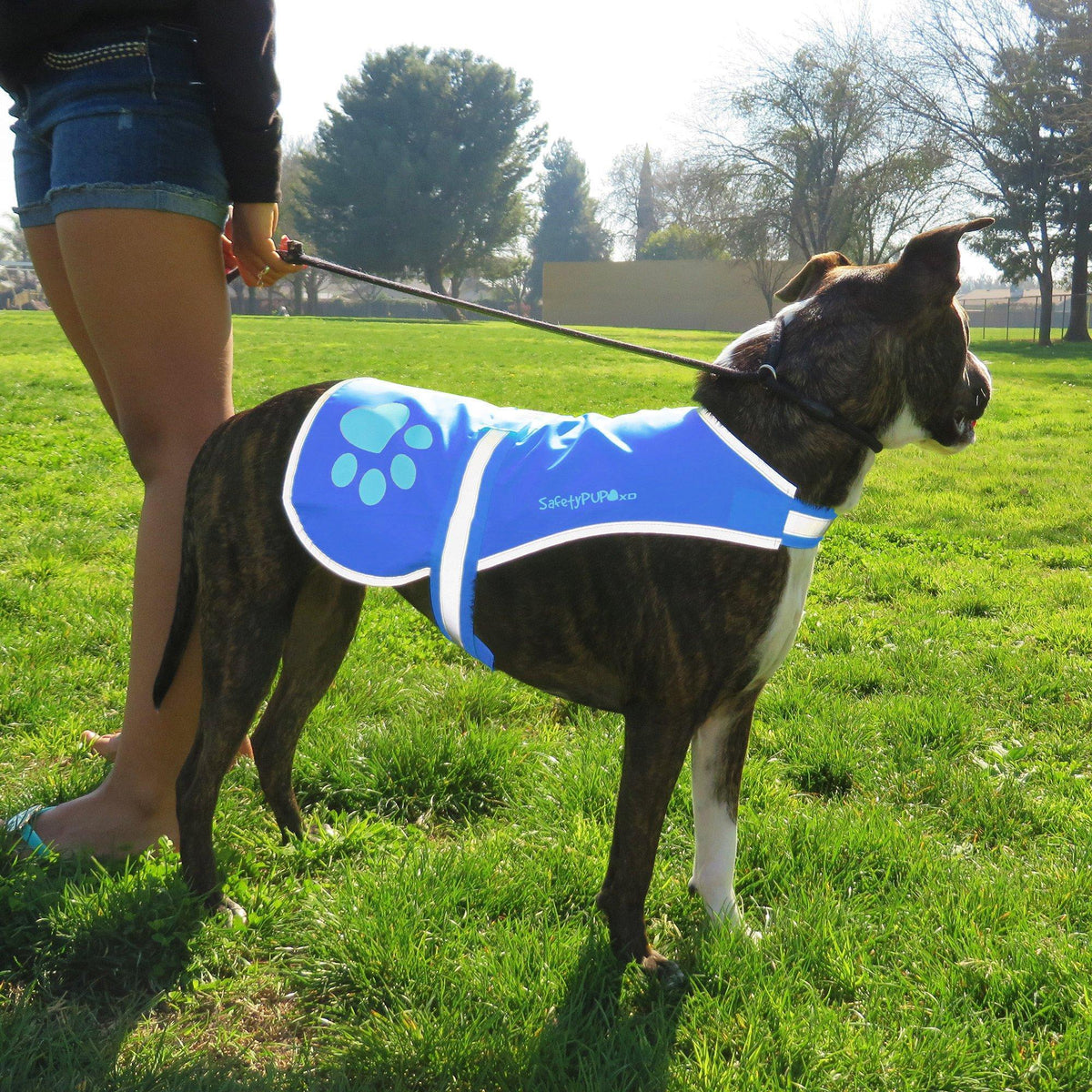 Reflective Dog Safety Vest – Large Blue