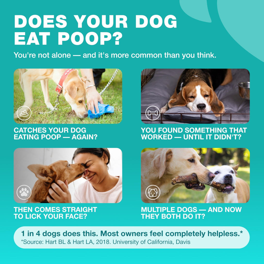 No-Poo Chews for Dogs – Digestive Support & Stool-Eating Deterrent