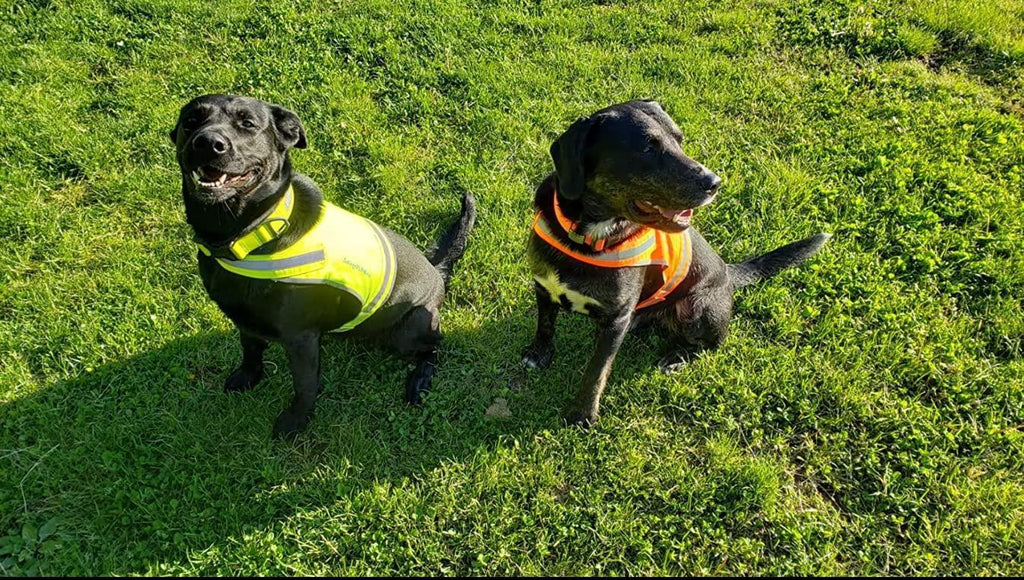 Lightweight Reflective Dog Vest – Large