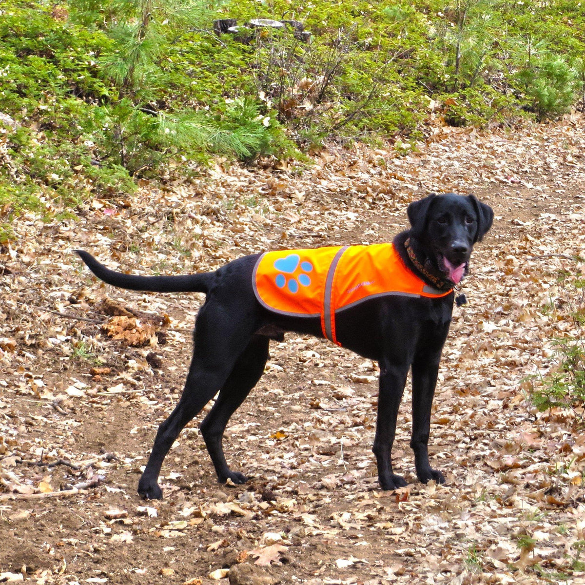 Reflective Dog Safety Vest – Large Orange